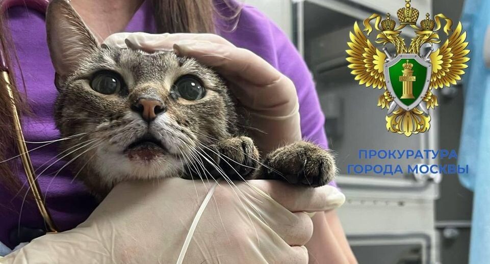    пресс-служба прокуратуры г. Москвы