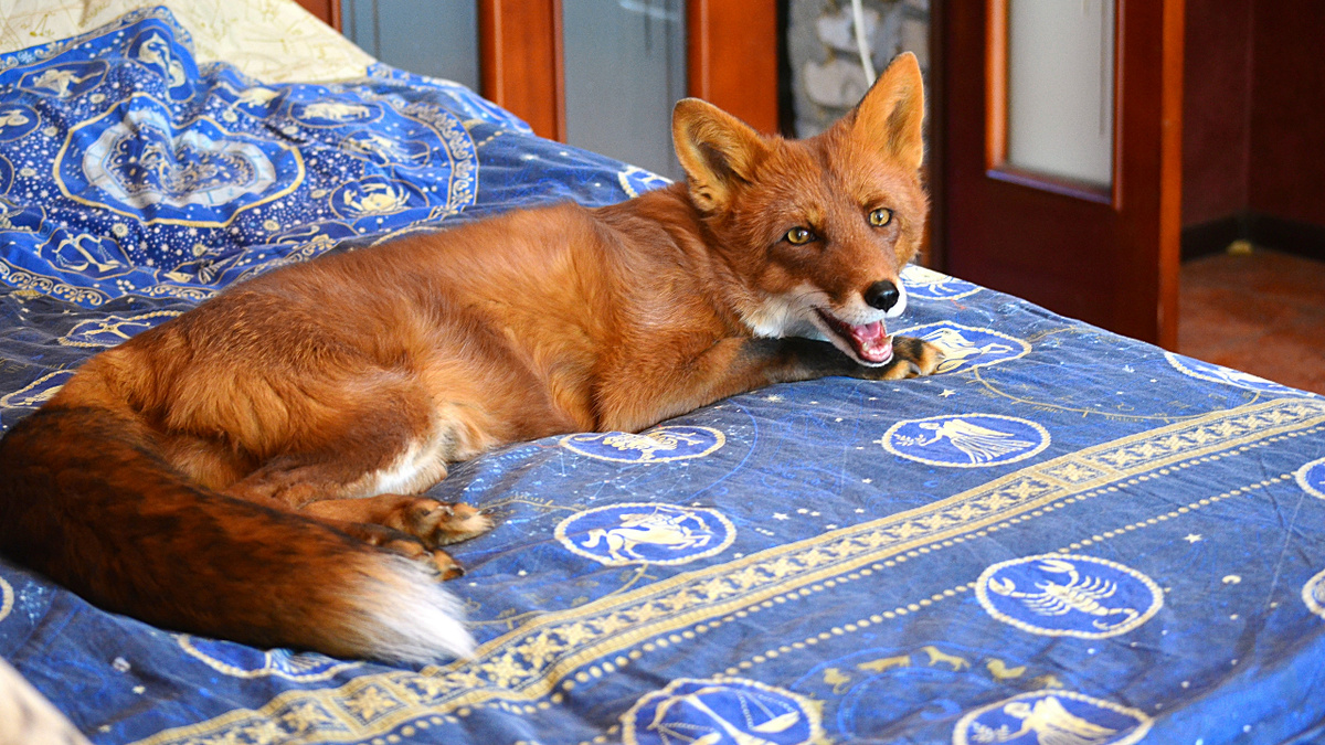 Лис Альф на диване