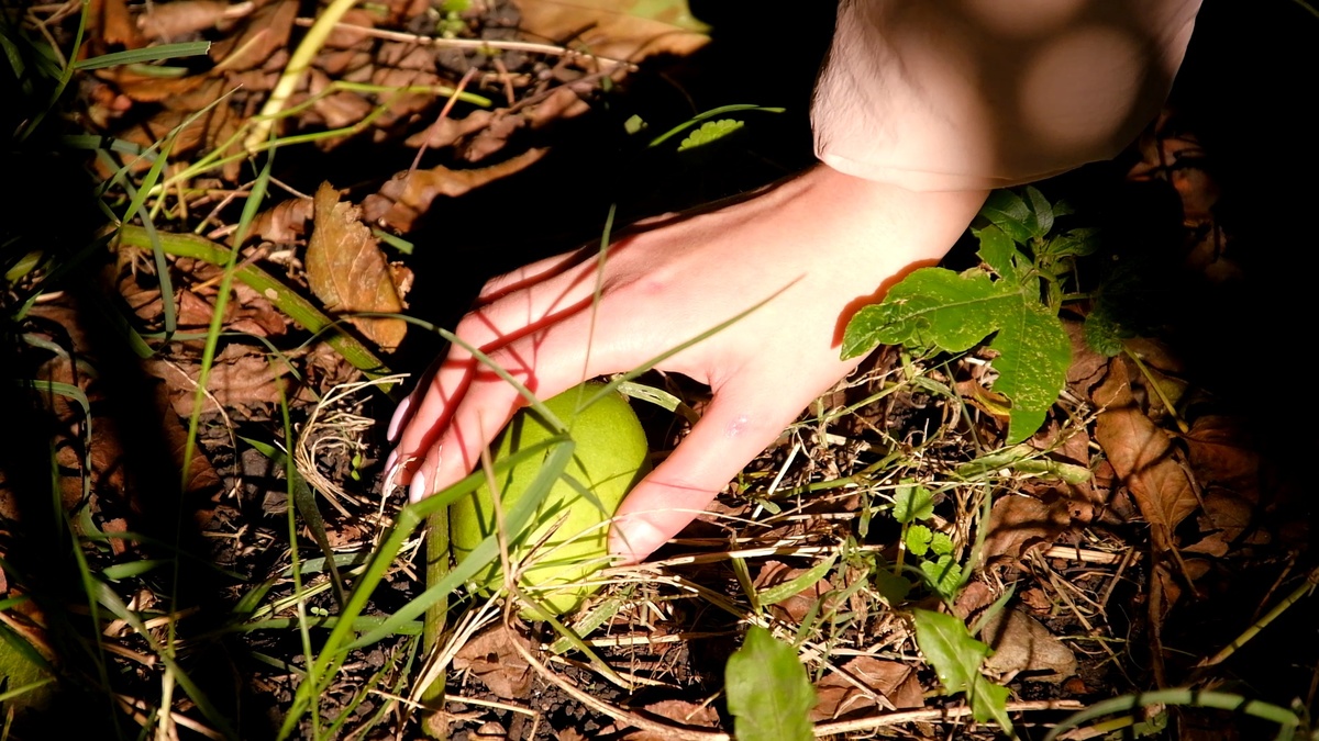 Плод считает спелым после того как упал. Плоды маракуйи срывать нельзя!