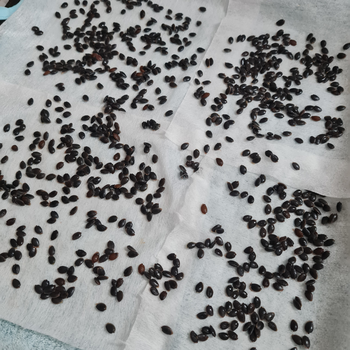 Я не делаю никаких манипуляций с семенами.  Потому что сама заготавливаю семена и уверена в качестве их всхожести. 