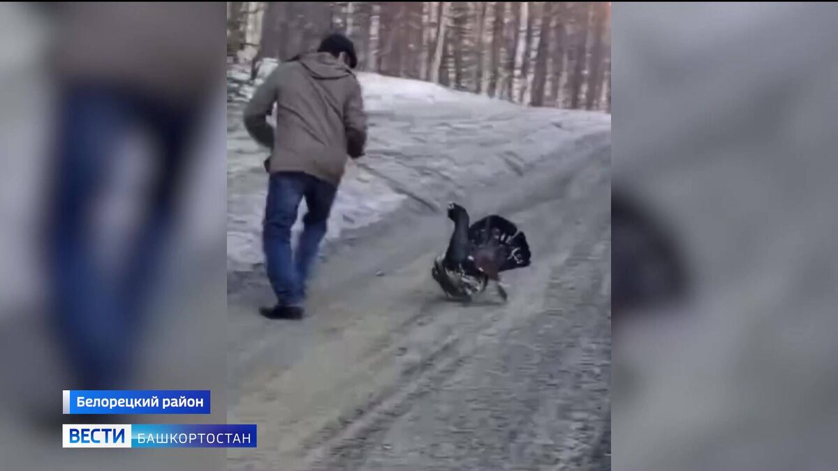    Глухаря-задиру, цепляющегося к прохожим, сняли на видео в Башкортостане