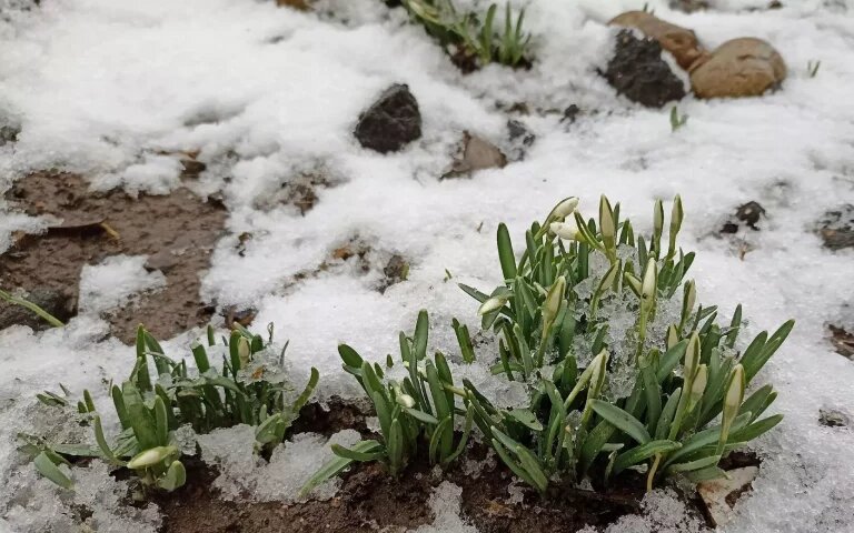    Фото: Piranha Metynnis / группа во ВКонтакте «Фили | М125» Екатерина Шахнина