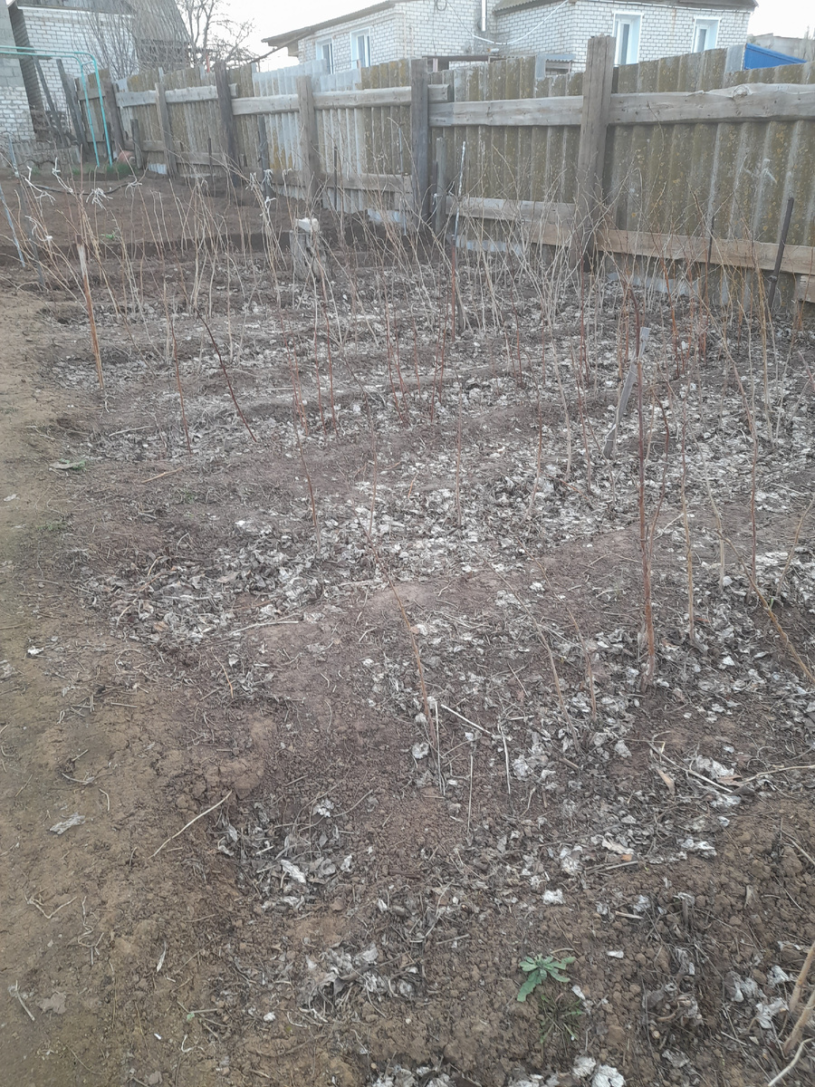 Вот так выглядит малина(промежуточный вариант)