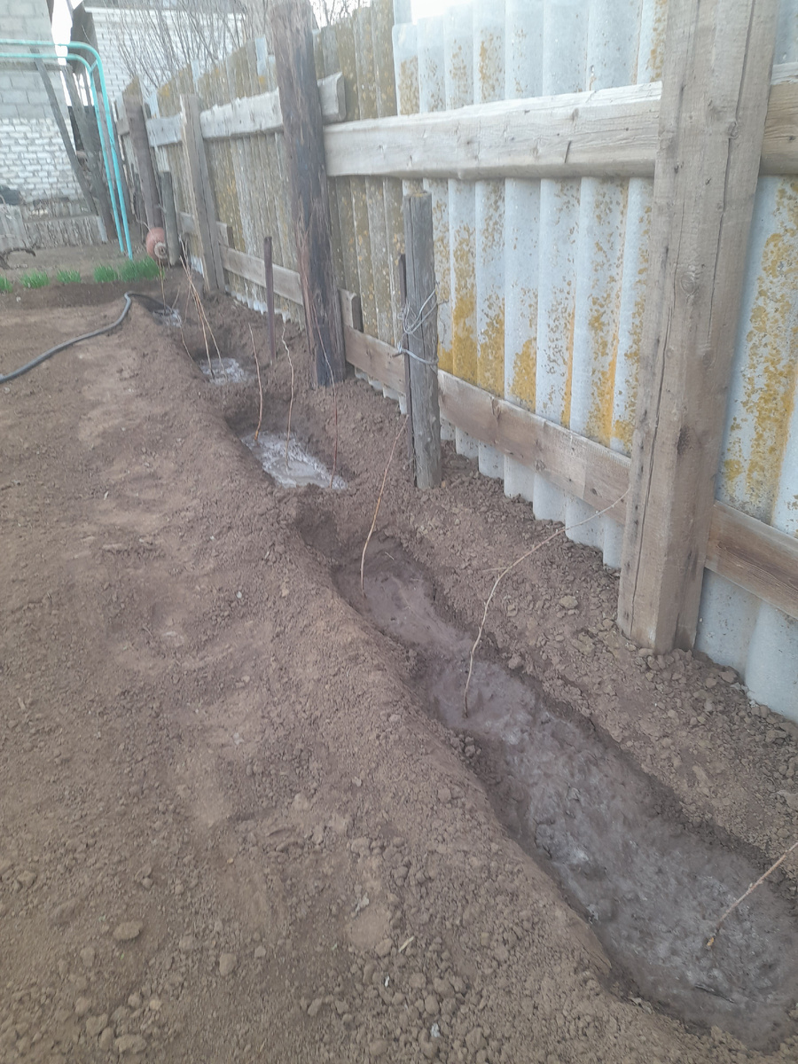 Это я посадила малину вдоль забора!