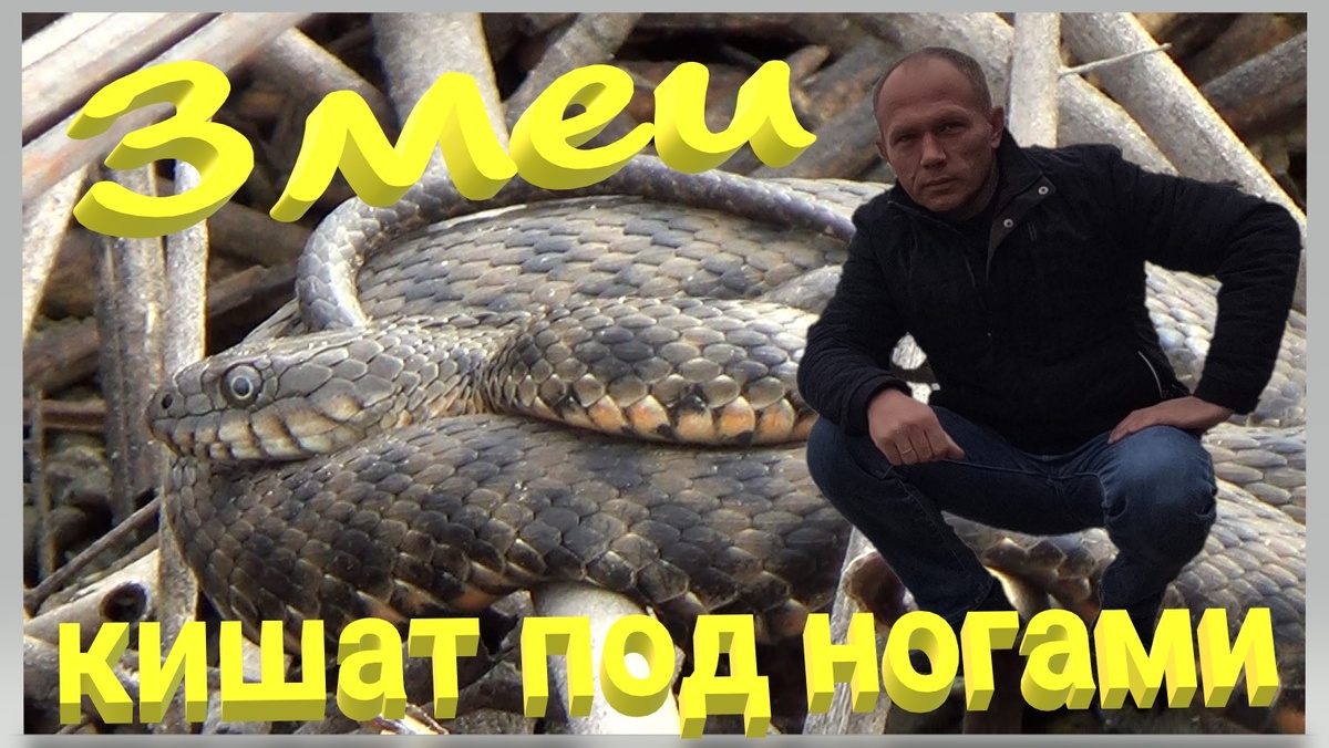 Водяной уж (Natrix tesselata) — это неядовитая и безобидная для человека змея длиной до 130 см.
Водяной уж имеет уплощенную голову с заостренной мордой. Окраска тела вариабельна: обычно верхняя сторона оливкового цвета с разными оттенками — серыми, зеленоватыми, бурыми с разбросанными в шахматном порядке тёмными пятнами или, реже, поперечными полосами.