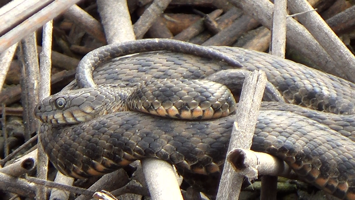 

Водяной уж - та самая "шахматная гадюка". Он хорошо известен жителям южных регионов - в средней полосе его нет. В народе этой змее дали прозвище "шахматная гадюка", и местные жители часто уничтожают ее за якобы опасность. Это неядовитая и безобидная для человека змея длиной до 130 см (чаще же самцы не вырастают больше 80 см, а самки - 98 см). 