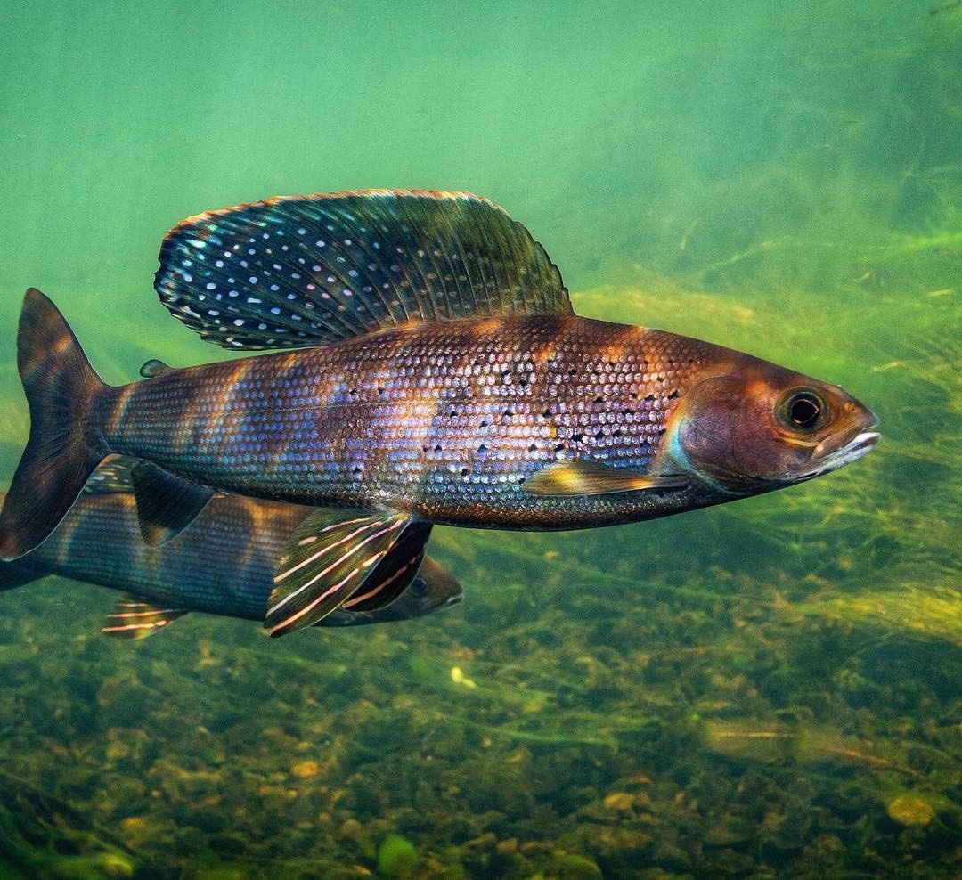 Хариус. Фото из открытых источников.
