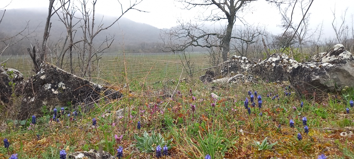 Синие мускари