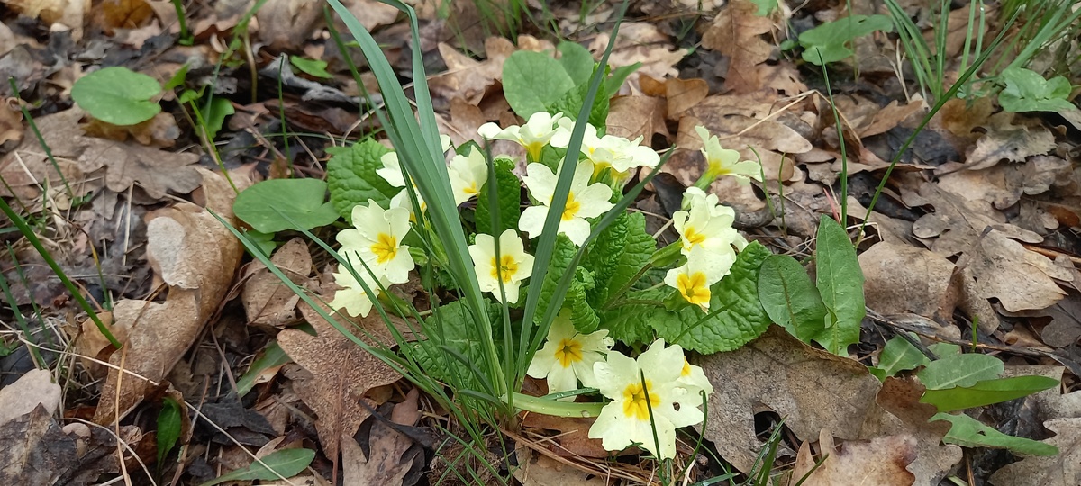 Примула среди опавшей листвы