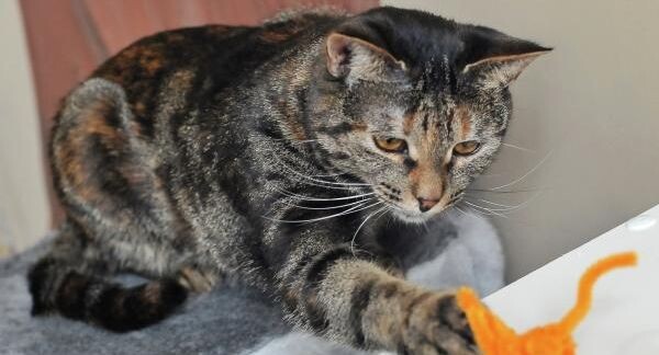    РИА «Новости»