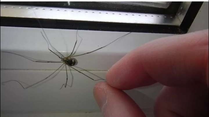 Те самые пауки в бабушкином туалете: Стоит их боятся или нет?