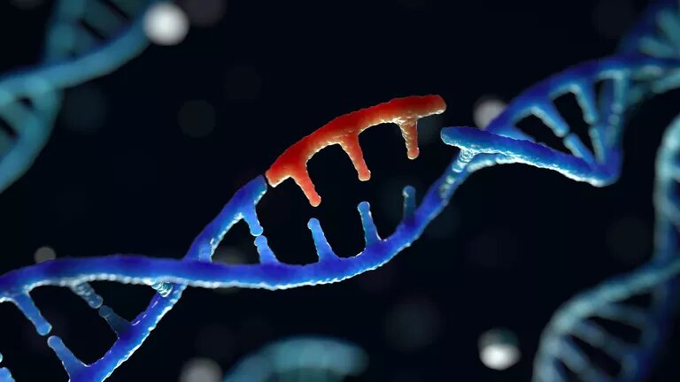 Ивановские ученые разработали вещество для повреждения "вредоносных" ДНК