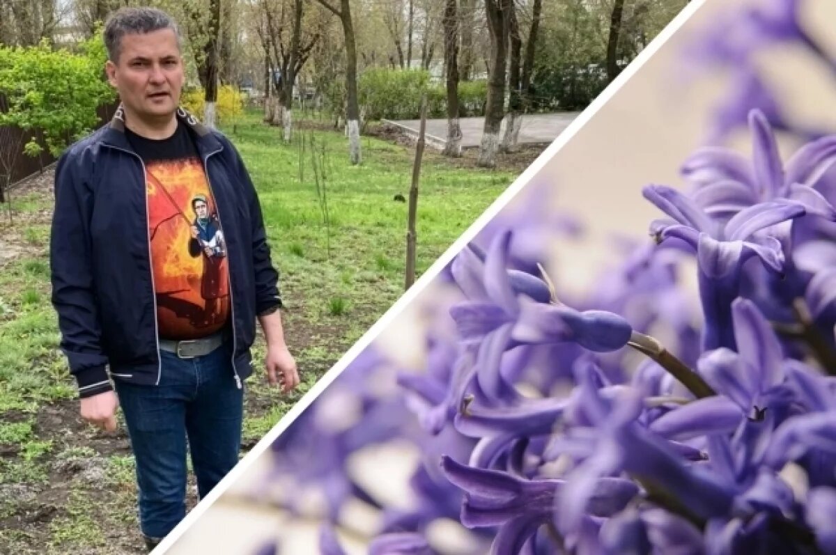    Когда цветёт павловния.