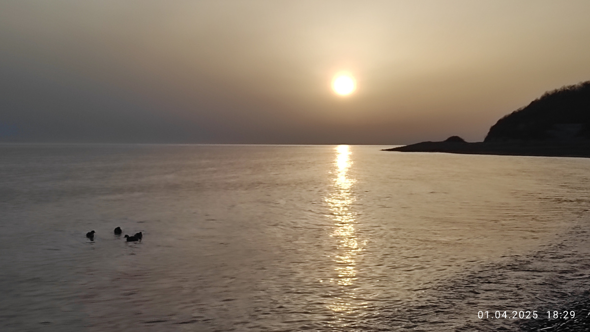 Утки-нырки задорно плюхаются в море...