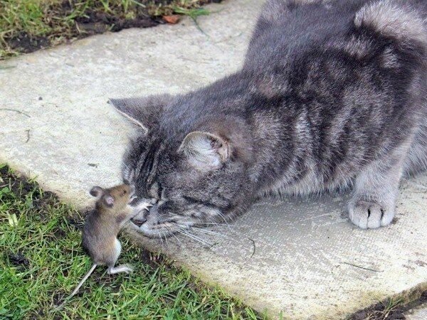 иллюстрация из сети интернет