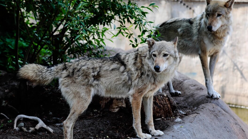    Фото: Roman Naumov/URA.RU/Global Look Press