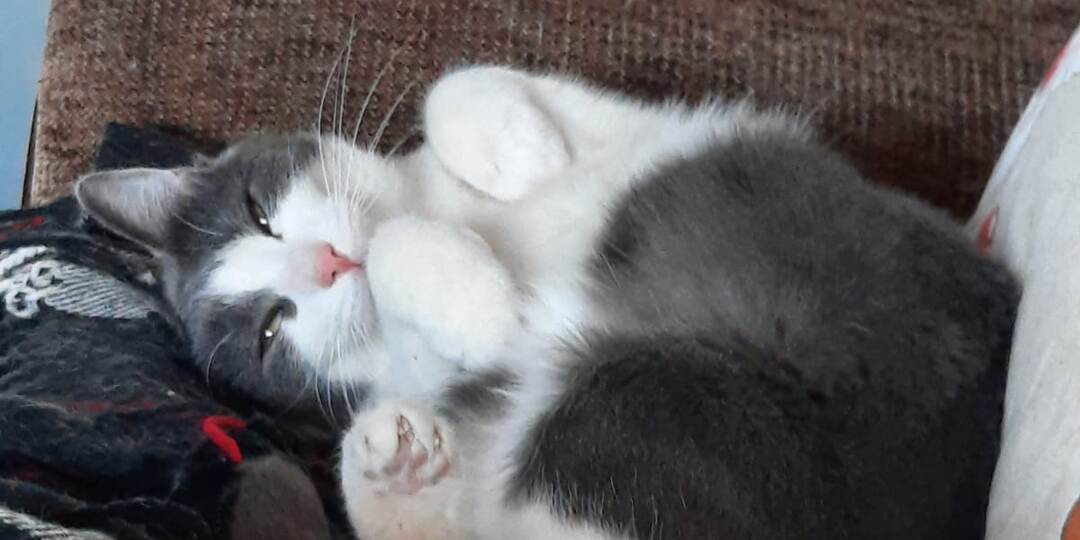 Эта кошка во временном доме первым делом надавала по ушам собаке. Кто бы мог представить, какой она будет в доме постоянном