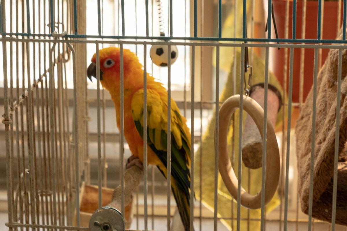     Птичку жалко: как часто нужно выпускать попугая из клетки