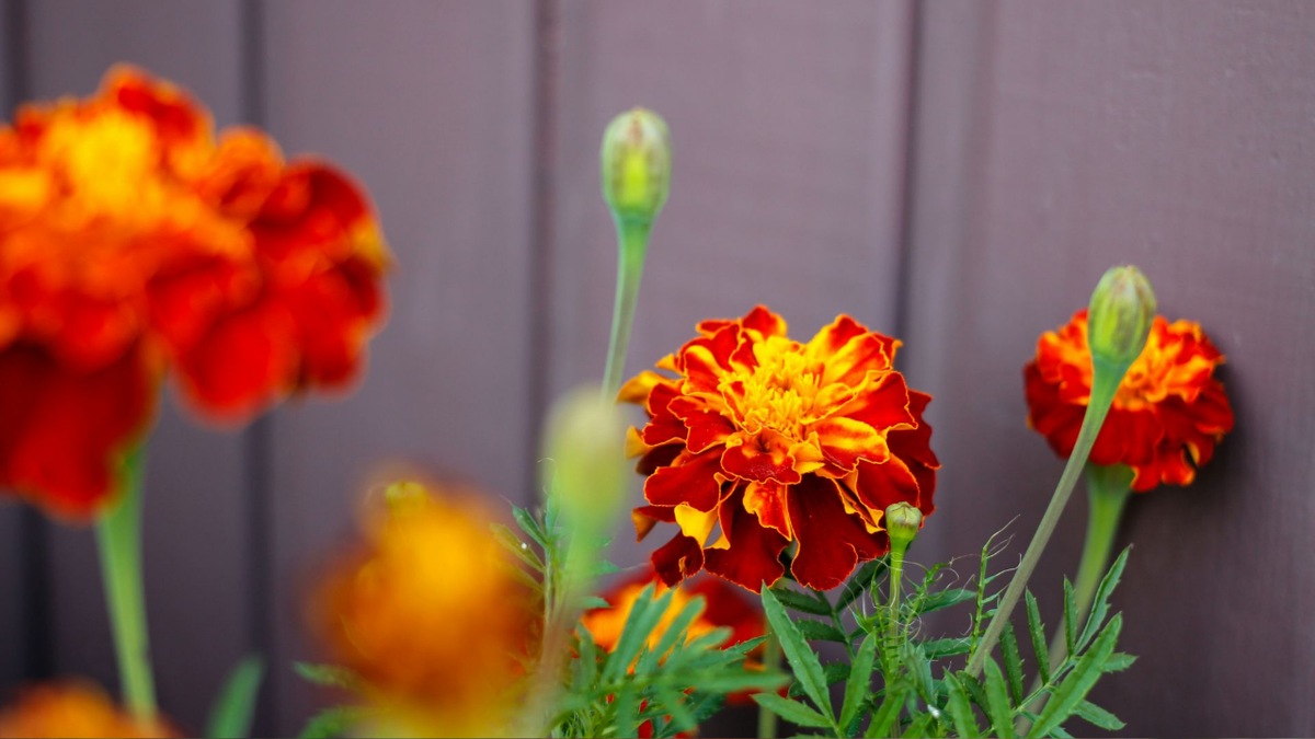 Основные группы бархатцев