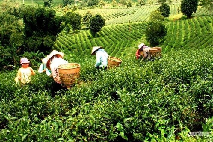 Сбор на чайных плантациях. Фото Pinterest