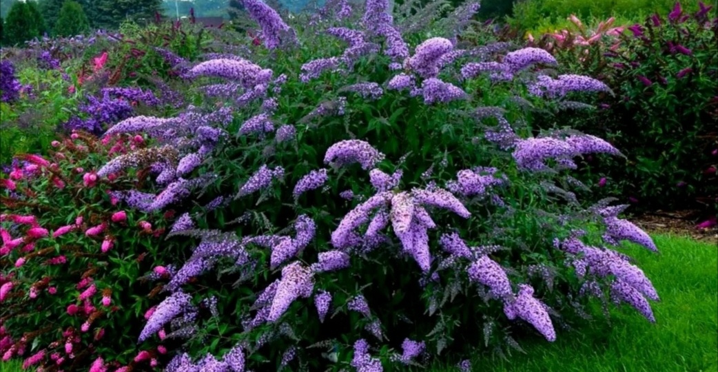 Обильно цветущий кустарник для сада. Выращивание и размножение  прекрасной буддлеи.