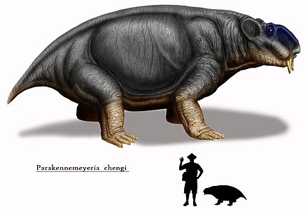 P.chengi по сравнению с человеком.