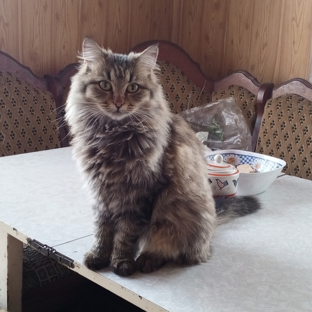 Кузёма Васильевна  и ее честные глаза. -А что такого? Мне тут удобно!Пишите комментарии, не стесняйтесь, я маме передам!