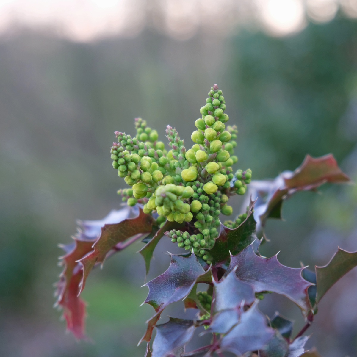 Магония падуболистная близка к цветению