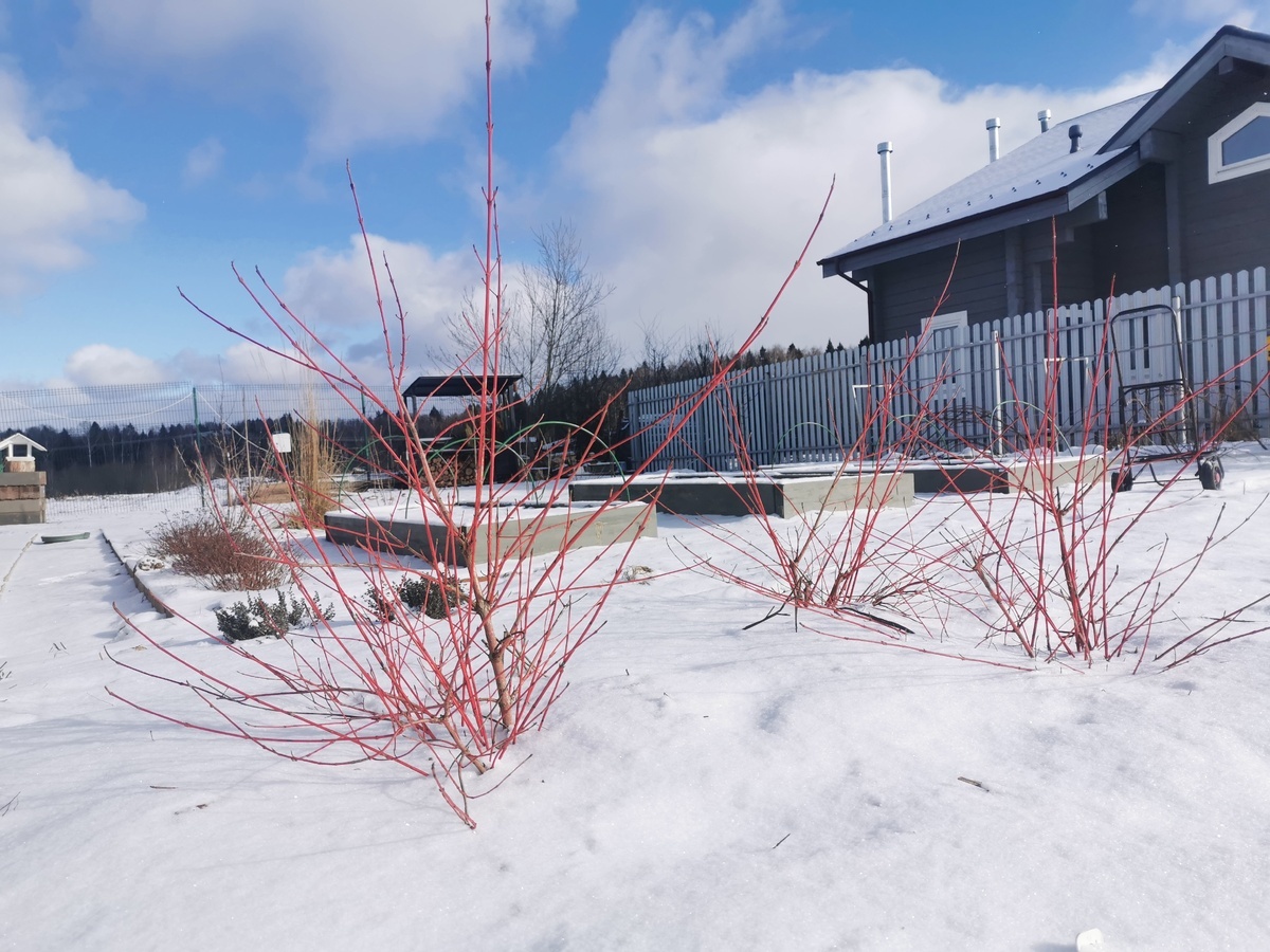 'Anny's Winter Orange'