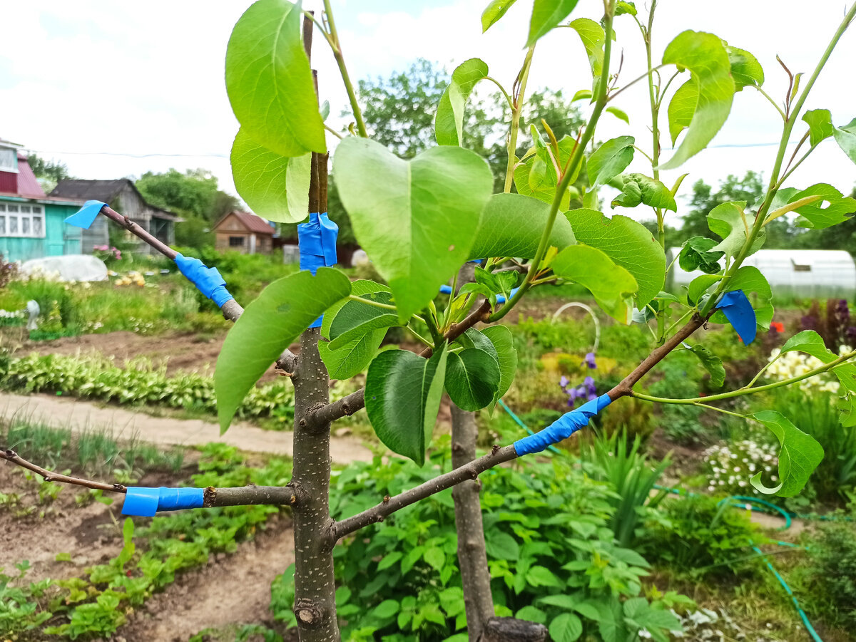 Фото автора. Привитые черенки растут