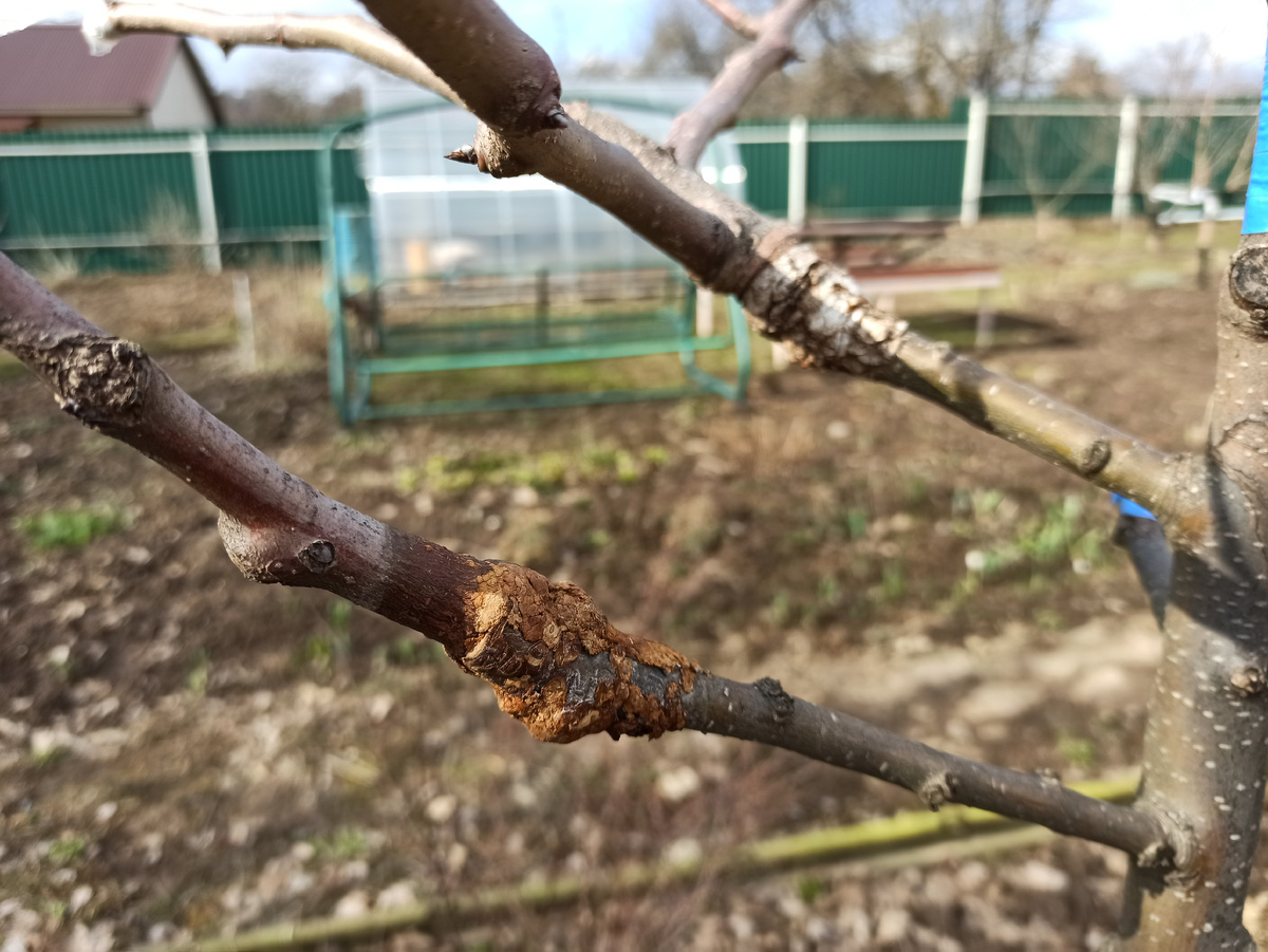 Фото автора. Прошлогодние прививки хорошо срослись и затянулись