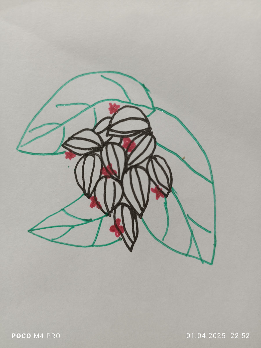 Зарисовка клеродендрум Томпсона 