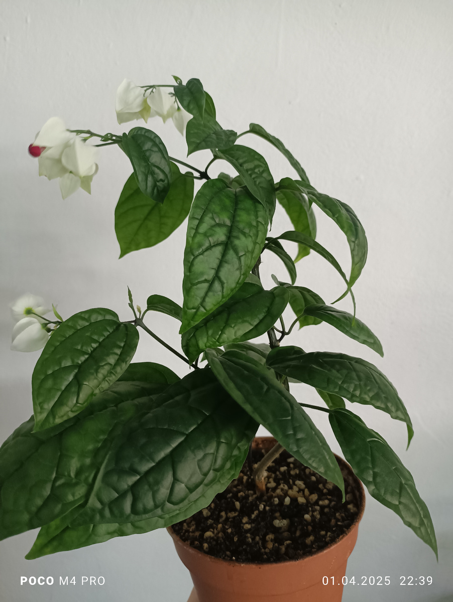 Листья клеродендрума Томпсона 