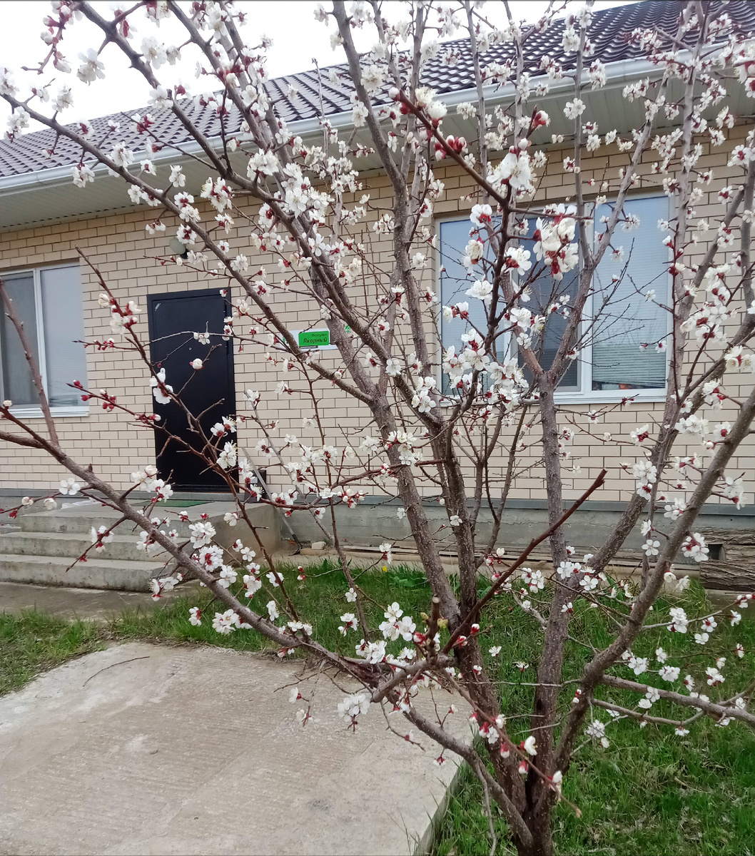 Мой абрикосик впервые так хорошо цветет.