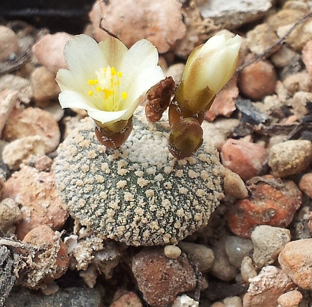 Фото взято с сайта: https://en.m.wikipedia.org/wiki/Blossfeldia#/media/File%3ABlossfeldia_liliputana_20130512.jpg