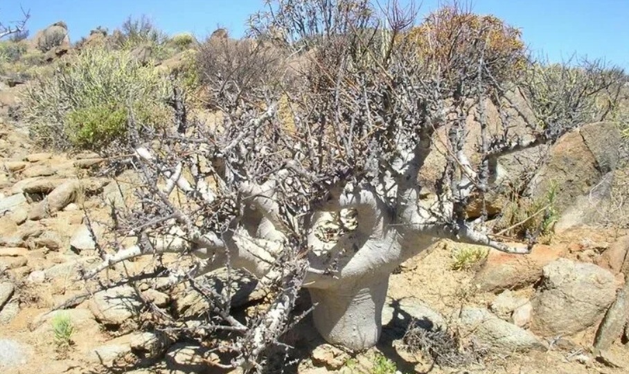 👀 Интересные факты: Pachycormus discolor — гигант среди Суккулентов!