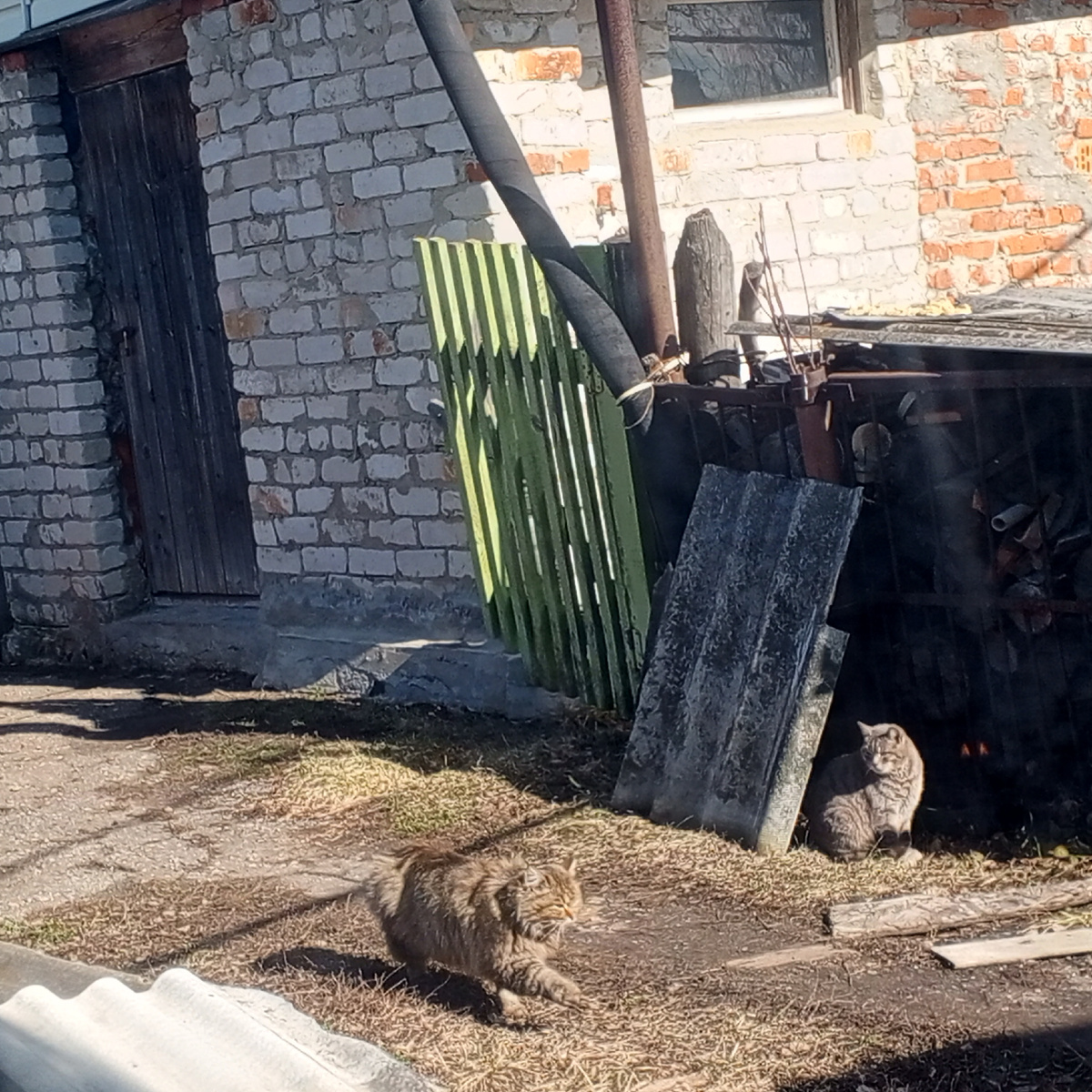 Кузя: всех собак и чужих котов  разогнала, ид домой победным шагом!