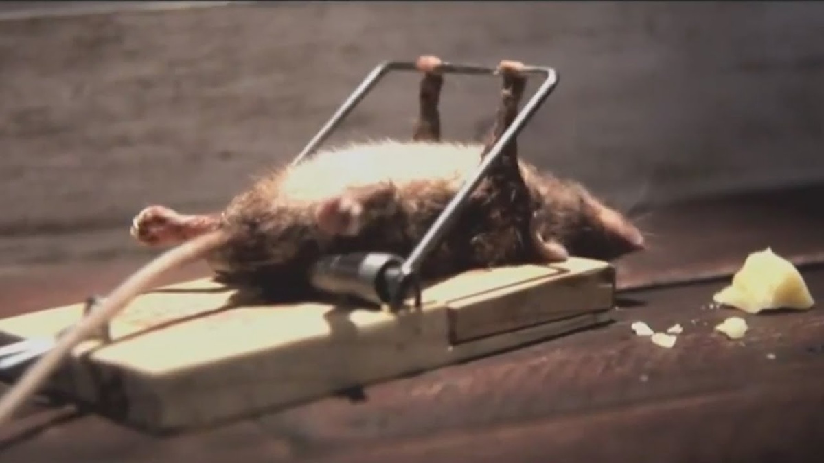 еще не мертва, но уже попалась и выжимает из себя все соки))