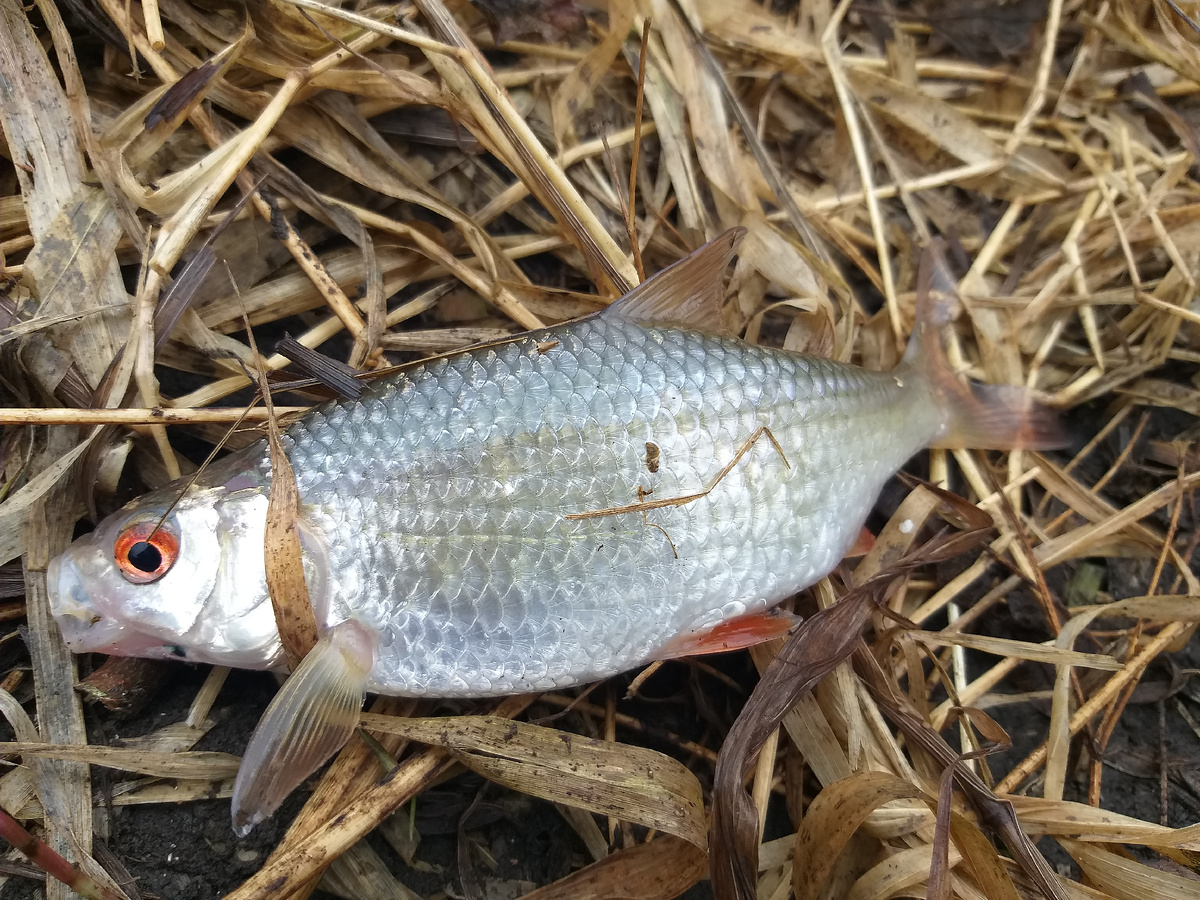 Плотва обыкновенная