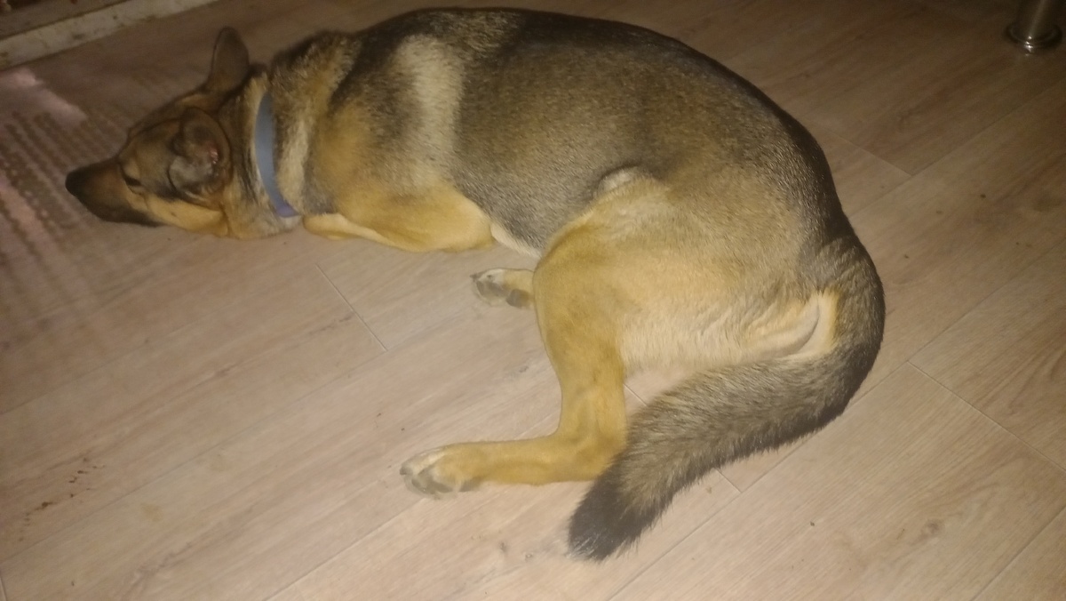 Диего отдыхает. Фото автора 