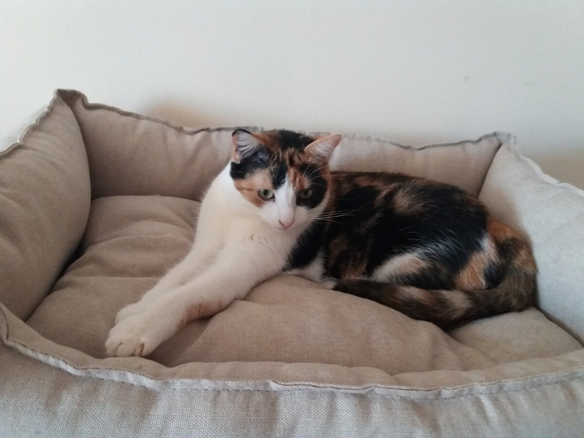 Марта. Младшая кош.