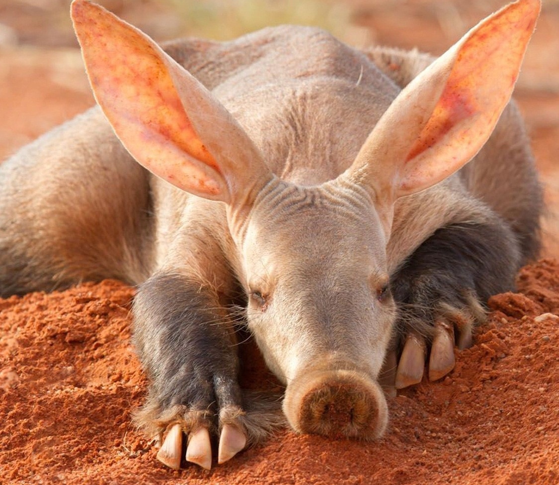 Этого зверя мы в Африке не видели. Но много слышали о нём от рейнджеров. И не раз сталкивались с плодами его трудов.