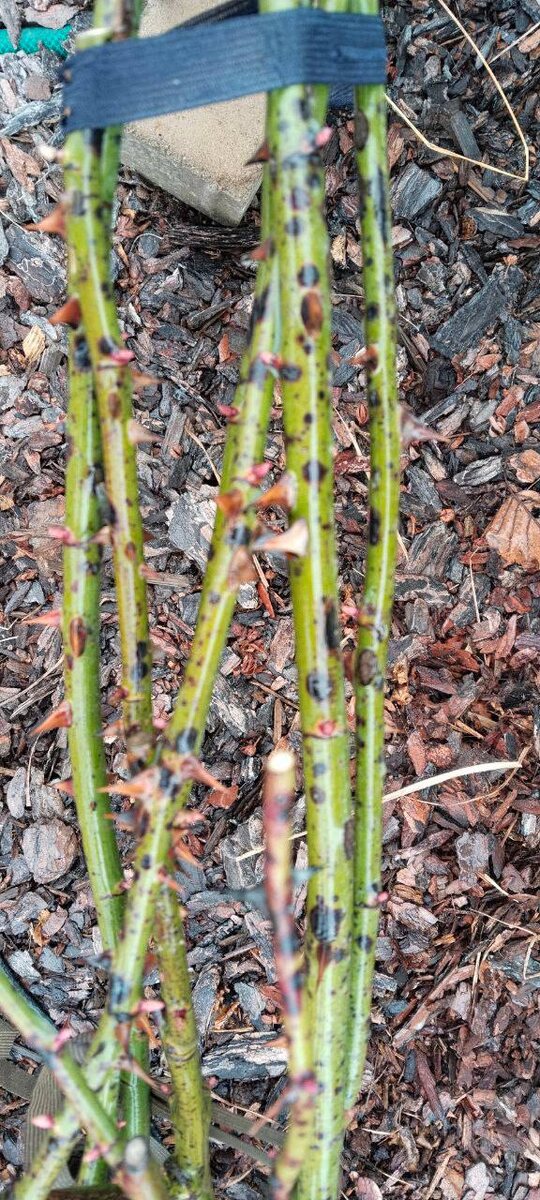 Ожоги от 3% ЖК