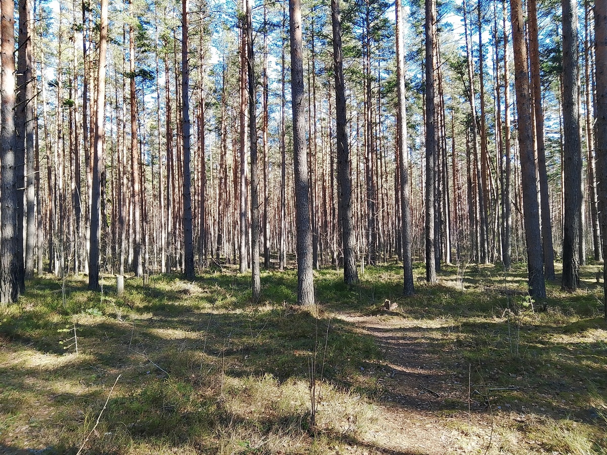 -3