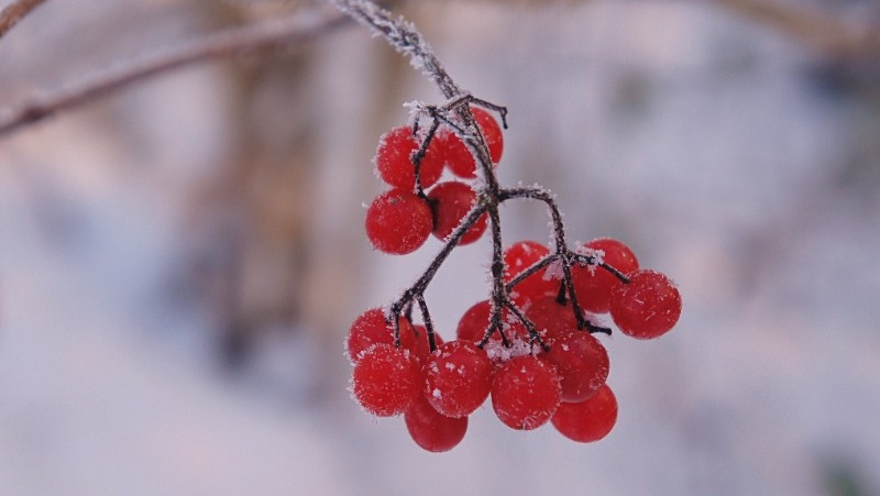 Фото: pxhere.com