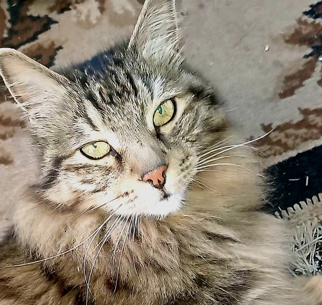 Кот Урман. Автор Татьяна Федотова