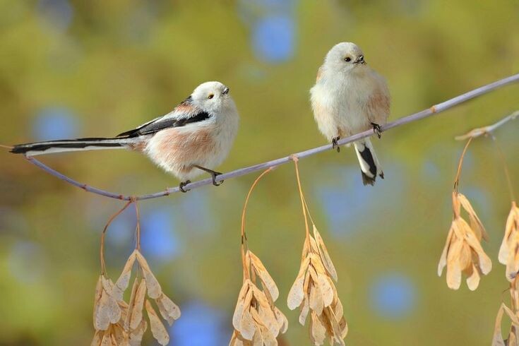 Изображение из открытых источников