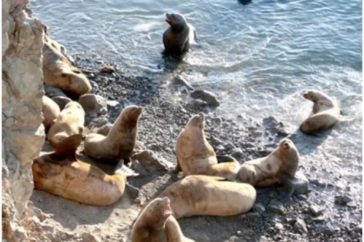    На Камчатке из-за туристов могут травмироваться и погибнуть сивучи