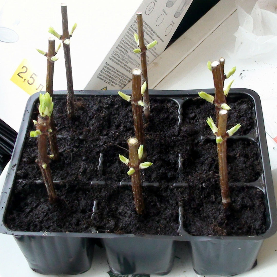 Наверное один из самых простых и распространенных способов