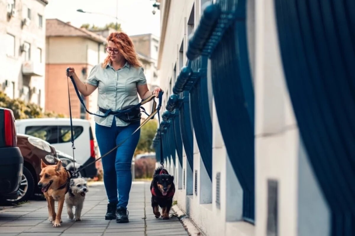    За выгул собак (40–60 минут) в среднем предлагают 500 рублей, за дневную передержку с двумя прогулками — около тысячи.